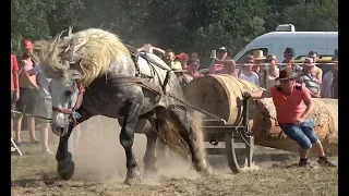 Concurs cu cai de tractiune - proba speciala - Negresti Oas, Satu Mare 4 august 2018