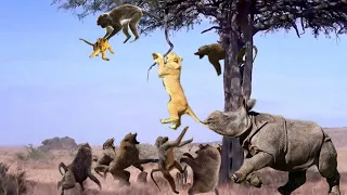 Львица Спасает Своего Детеныша! Величайшие Битвы Диких Животных!