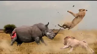 Three Lions Attack Black Rhino That's Stuck in Mud