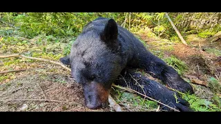 Maine Bear Trapping Ep 7 Trapping Across America TV