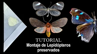 TUTORIAL - Montaje de Lepidópteros preservados | preparación de secos y en alcohol #tutorial