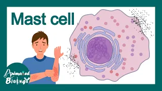 Mast Cells | What is the role of mast cells in inflammation? | Mast cell in allergy | Immunology