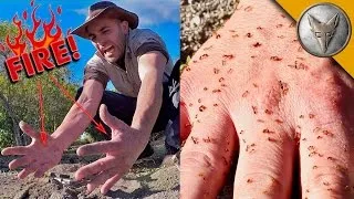Brave Wilderness | FIRE ANT ATTACK!