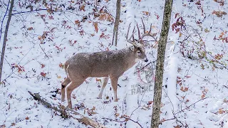 15 kills in 2 Minutes - 2019 Hunting Highlights