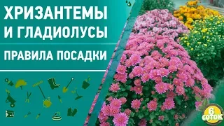 Хризантемы и гладиолусы. Правила посадки. 6 соток 23.03.2020