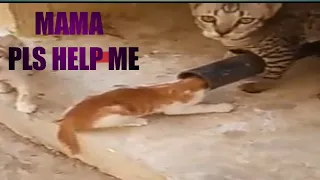 RESCUE CAT | The kitten's head got stuck in the pipeline #tiny cute