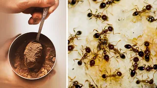 Natural Ways to Get Rid of Ants in Your House and Garden