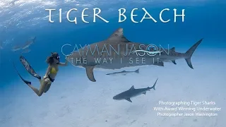 Diving with Tigers: An Underwater Photography Expedition at Tiger Beach