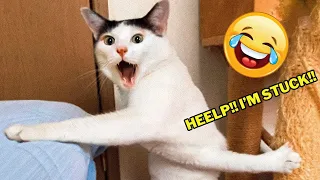 🐾Hilarious Dogs & Cats 2023😂 Funniest Pets Moments🐱🐶 4