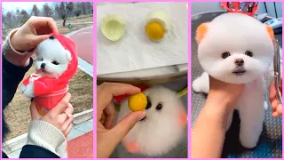 Funny and Cute Pomeranian Videos, Videos de TikTok Part 163