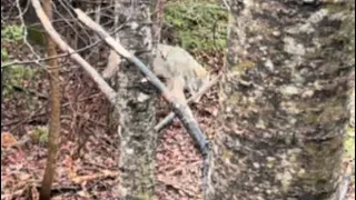 Wisconsin Bow Hunter Encounters Wolf Pack