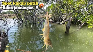 Ikan penunggu akar pohon bakau!! Mancing kakap putih umpan udang hidup