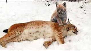The little lynx mourned his mother and no longer hoped for salvation. But a miracle happened!