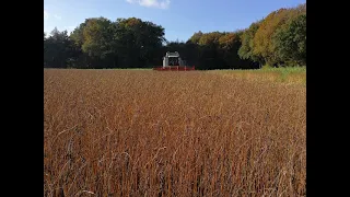 Zwei Ernten in einem Jahr?