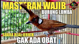 MASTERAN WAJIB MURAI BATU DAN BURUNG LOMBA, CILILIN GACOR NEMBAK JERNIH GAK ADA OBAT