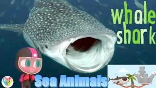 Whale Shark - Sea Animals - Fish in the Ocean