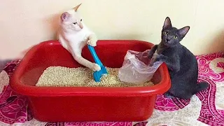 New Funny Animals Video 2023 | Funniest Cats and Dogs Videos | New Funny Video Of Cat And Dogs #221