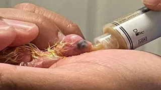 How to feed a baby bird using syringe #babybirds