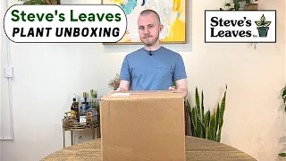 Steve's Leaves Unboxing (2023)