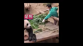 funny panda11024