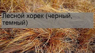 Лесной хорек (черный, темный)