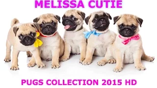 BEST PUGS Compilation EVER 2015 MUST SEE