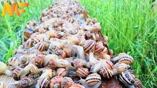 How To Snail Farming | Snail Slime And Snail Caviar Factory | Modern Farm➤#27