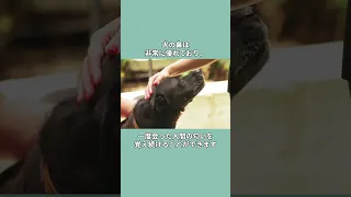 犬に関する雑学 #雑学 #shorts