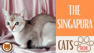 🐱 Cats 101 🐱 SINGAPURA CAT - Top Cat Facts about the SINGAPURA