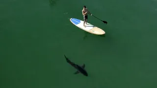 Drone Video Shows Great White Sharks Swim Among SoCal Beachgoers