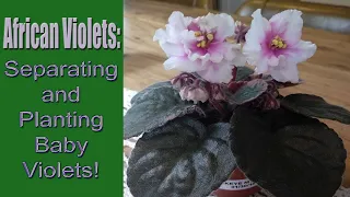 African Violets: Separating and Planting Baby Violets