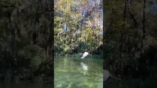 Great Blue Heron flying by on one of our tours! #😍