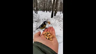 Орехи для птиц / Nuts for birds