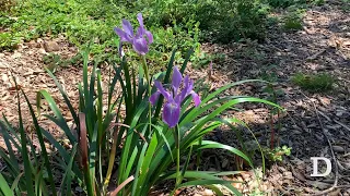 California Garden spring blooms