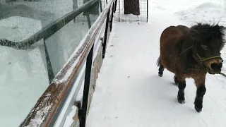 Эксклюзив! Барс Ермак охотится на пони и общается с фанатами 😎Ermak the Snow Leopard