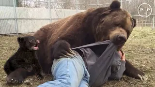 Top Moments Mother Bear Struggles to raise her Cubs