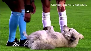 Uninvited guest: Dog invades Bolivian soccer match