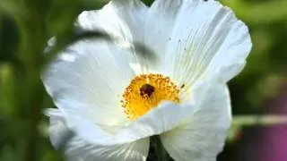 Joshua Bell: The Swan & Traumerai :Poppy 2011