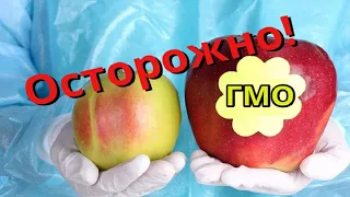 В чем вред ГМО. Продукты и овощи