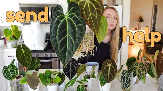 ❗️ huge (failed) anthurium repot ❗️AKA the time I lost my mind repotting 18 plants 🪴