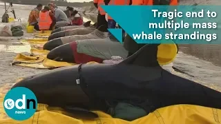 Tragic end to multiple mass whale strandings in NZ