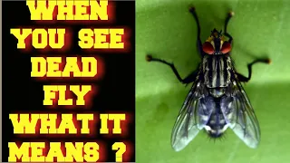 WHEN YOU SEE A DEAD FLY WHAT DOES IT MEAN ?