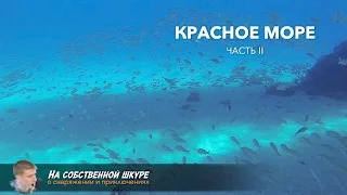 Дайвинг Красное Море. Часть 2