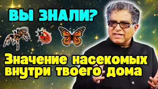 Как вы знаете, что появление насекомых в вашем доме имеет значение? 🐞🦋