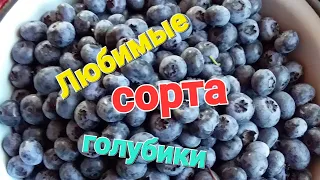 Самые лучшие и вкусные сорта голубики в 2023