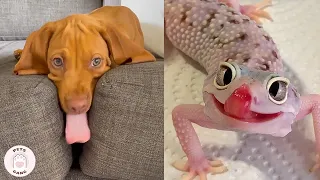 Funny Animal Videos that Will 100% Make You Laugh 😂 Pets Gang