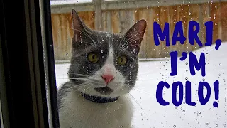 Mari I’m Cold- Talking Cat Compilations 2020