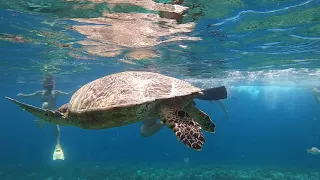 Swimming with the turtles in Gili Trawangan - GoPro Hero 8