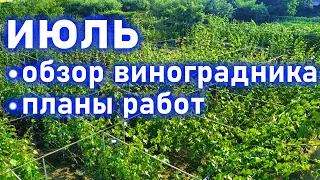 Июль - обзор виноградника, планы работ.