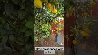 Navel oranges are ready...yum yum